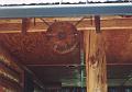 Doneen Inc log brand